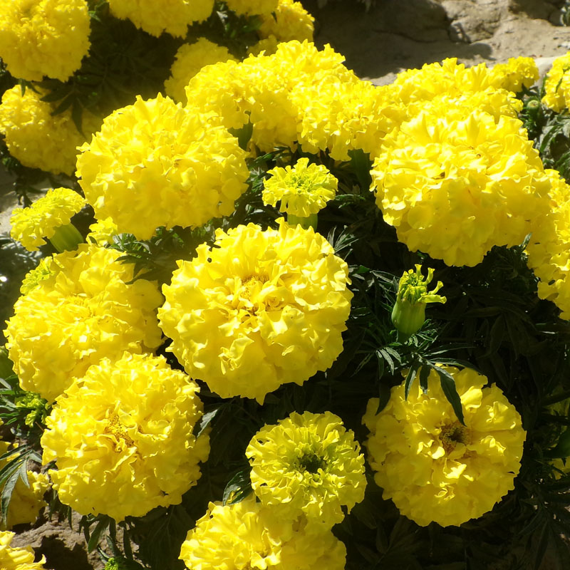 150PCS+/PACK Organic Marigold Flower Seeds - Vibrant Blooms, Heat ...