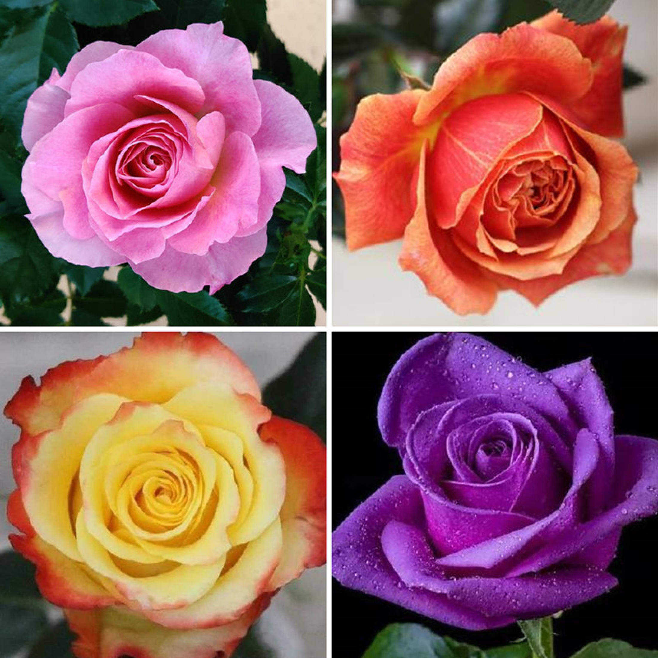 100seeds/bag Mixed Rainbow Rose Seeds, Hardy Flower Seeds for Outdoor