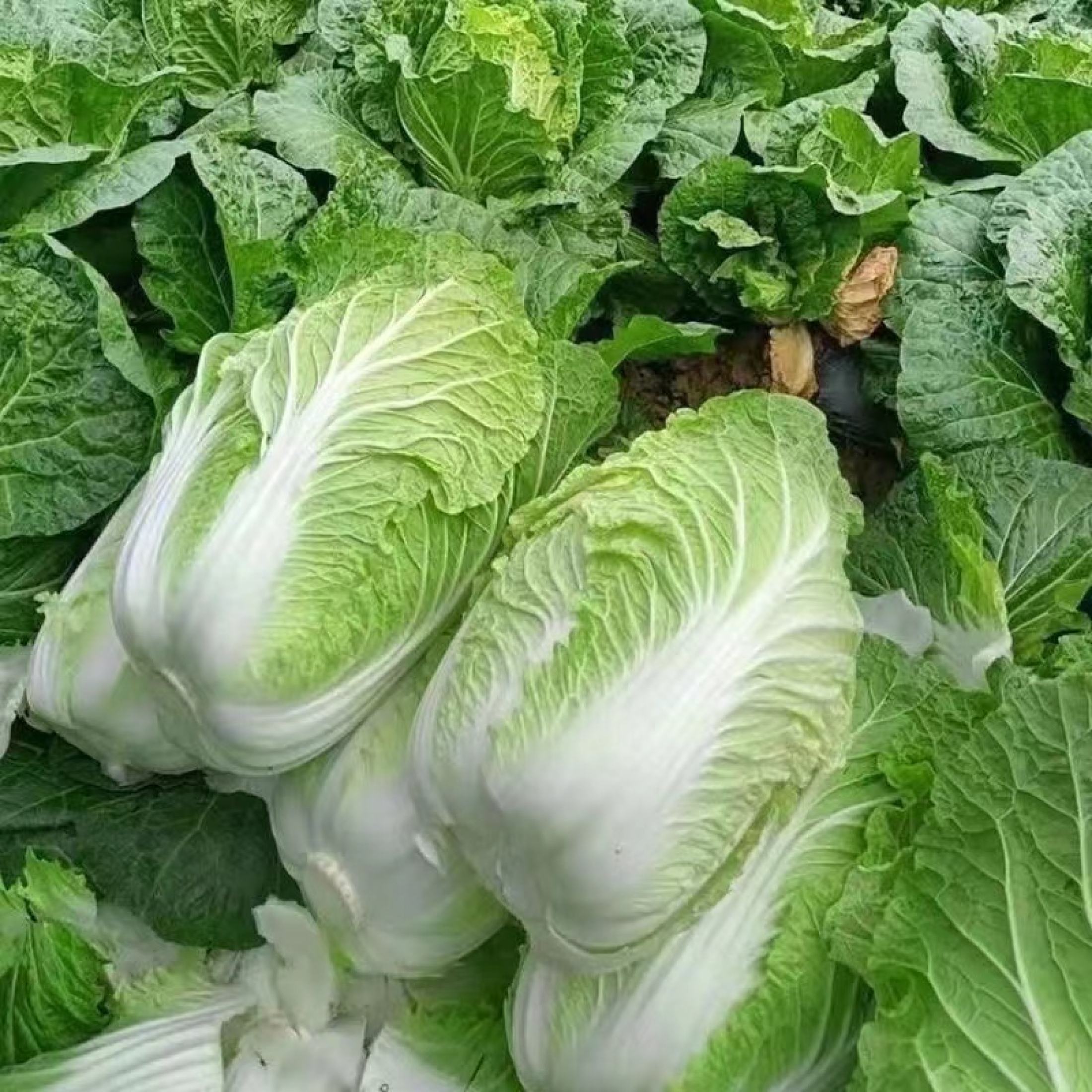 Chinese Cabbage Petchay Baguio - (200 seeds/pack) CHINESE CABBAGE SEEDS ...
