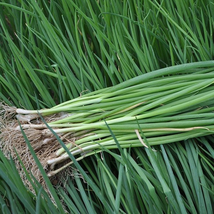 Onion Spring Onion seeds Vegetable Seeds High Germination Scallion ...
