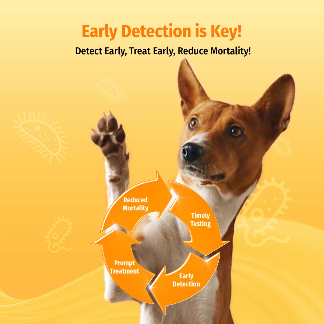 Cassiel Pet Test Kit For CDV CCV CPV TOXOAg Canine Distemper ...