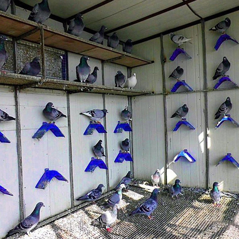 Pigeon Rest Stand Pigeon Cage Door Frame Grill Dwelling Roost Pigeon ...