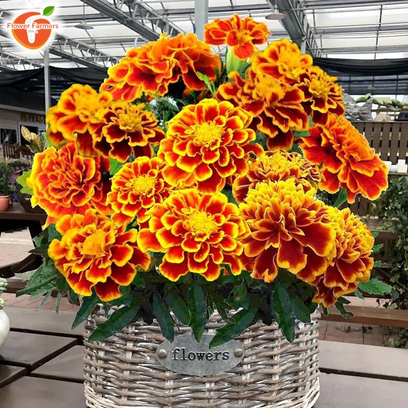Marigold Plants For Sale Near Menull