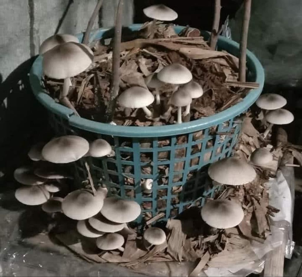 kabuteng saging/mushrooms seeds | Shopee Philippines