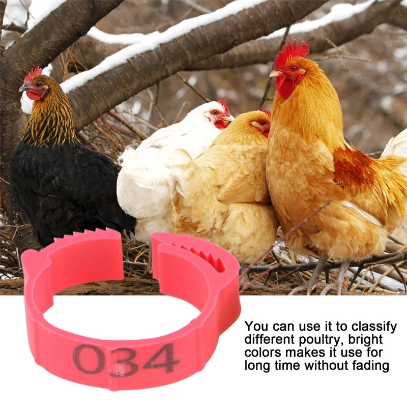 100Pcs Chicken Leg Band Ring Multicolor Poultry Leg Tag Chicken Foot ...