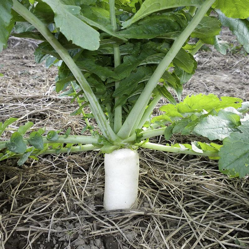 SNOW WHITE RADISH VEGETABLE SEEDS - Buto Ng Labanos Radish White Icicle ...