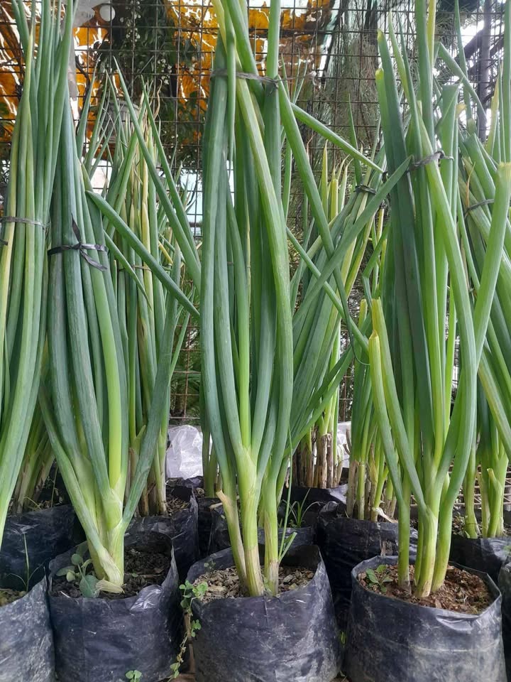 Buy 1 Take 1 SIBUYAS PLANT (Herbal Plant NOT Seeds) with FREE garden ...