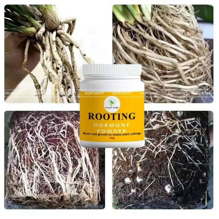 Rooting Hormone Powder 50G - Growth Hormone For Plants Organic ...