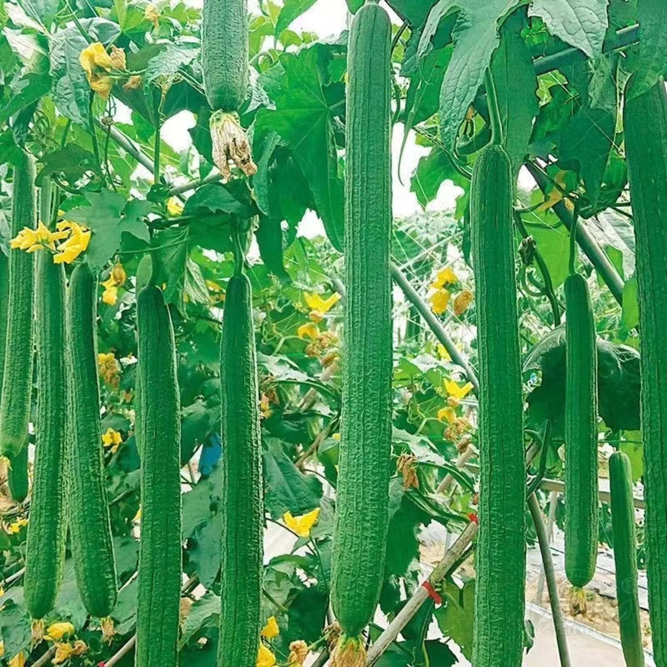 20Pcs/Pack Patola Smooth Seeds / Pot Rattan Smooth Patola Vegetable ...