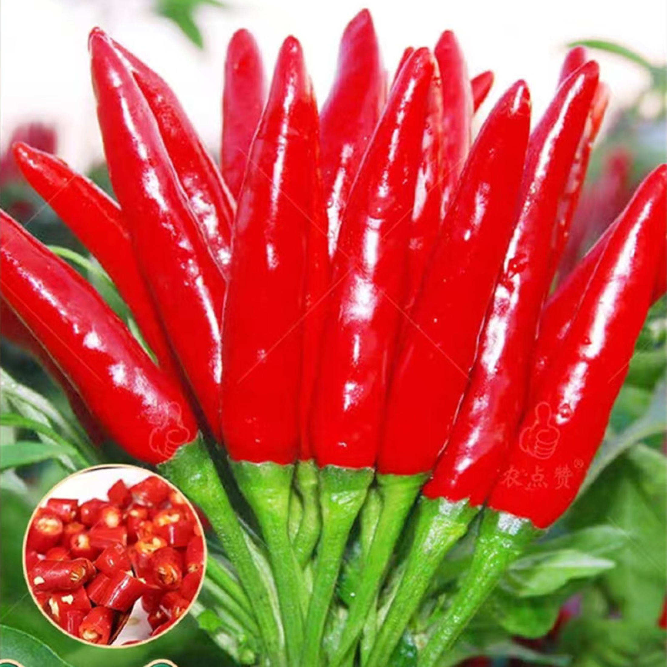 High Yield Super Spicy Siling Labuyo Seeds Red Hot Chili Pepper Seeds ...