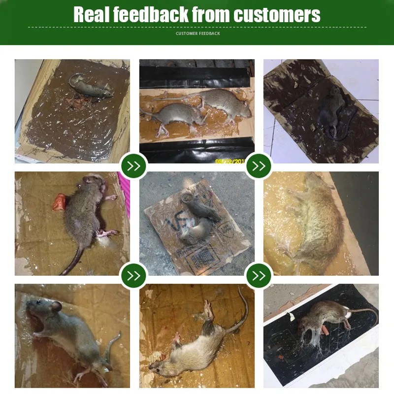 Super Sticky rat trap Rat Killer Glue 300G Rodent Control Mouse trap ...