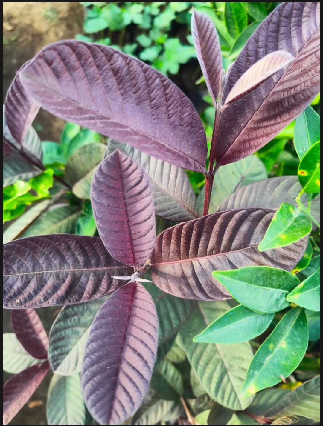 Red Guava/Guapple Plnt (FRUIT BEAR!NG - LIVE PLNT) with FREE garden ...