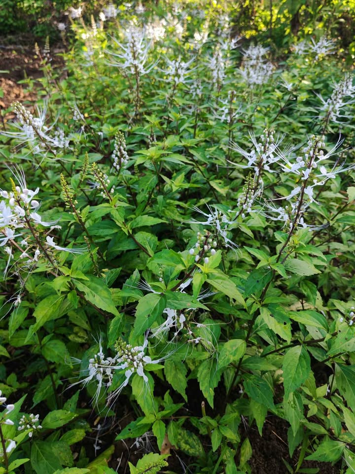 Buy 1 Take 1 TAHEEBO PLANT (NOT Seeds) with FREE garden soil. Real ...