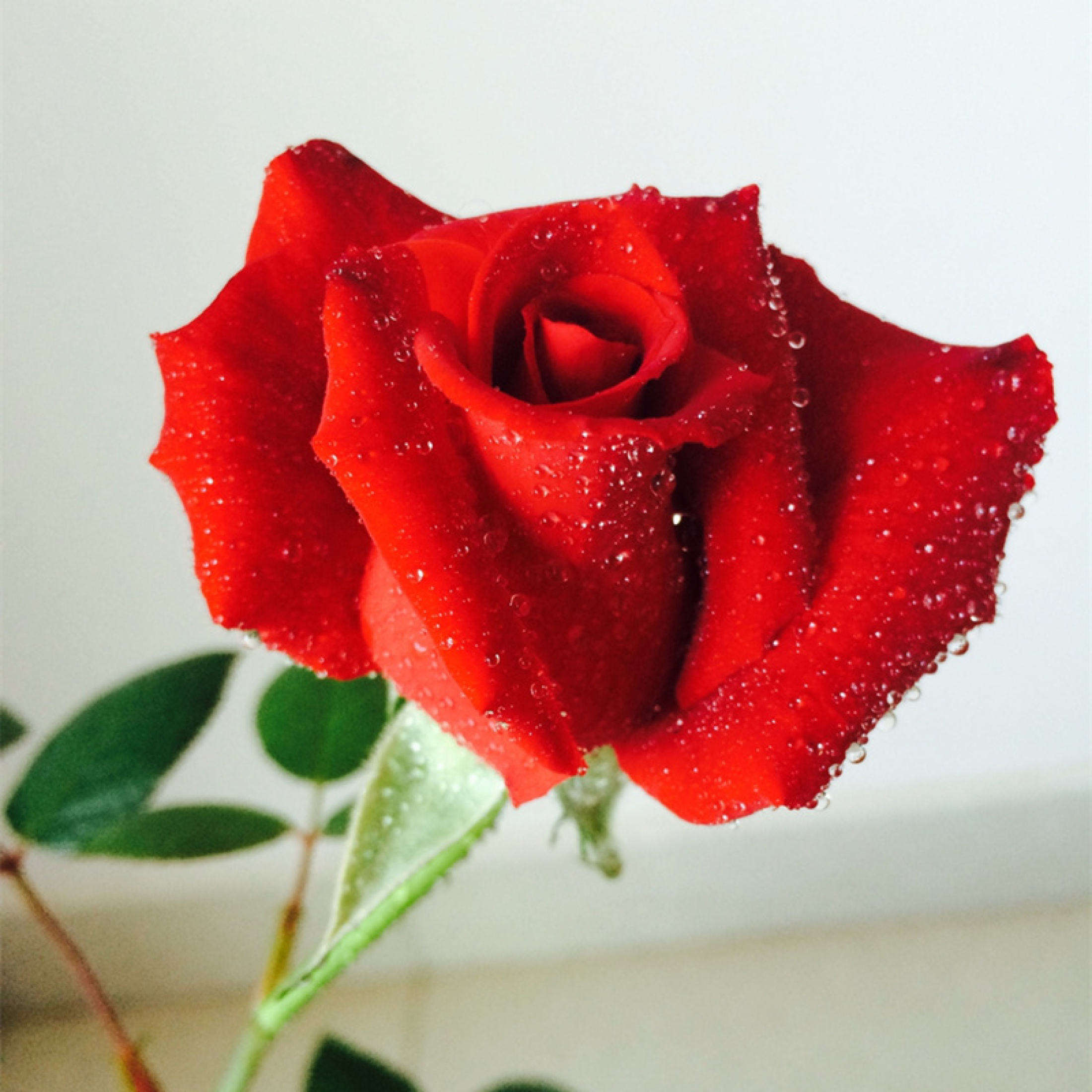 Fresh Red Rose Seeds for Planting Flowers (Fast Growing 100 Seed) Legit ...