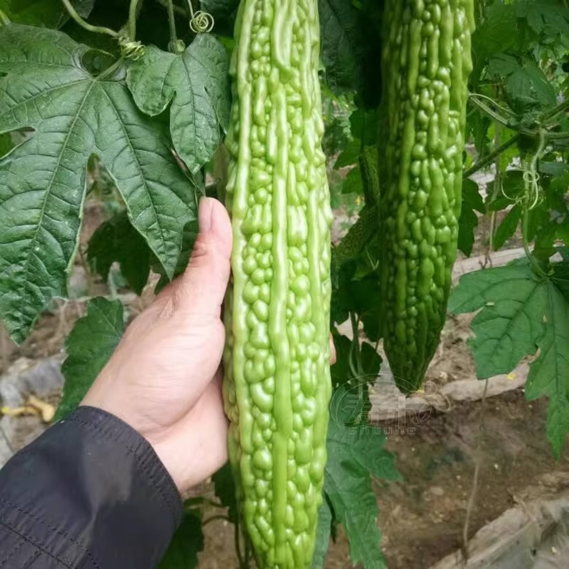 LONG AMPALAYA SEEDS (10 SEEDS) STA LUCIA F1/HYBRID/EASY TO GROW - 1PACK ...