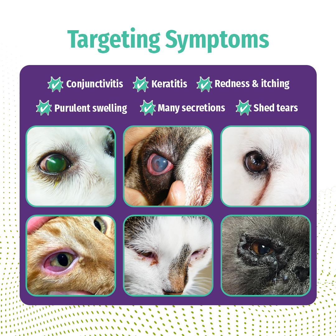 Hegen Pet Neomycin Sulfate Eye Drops For Infection Cloudy Eyes Tear ...