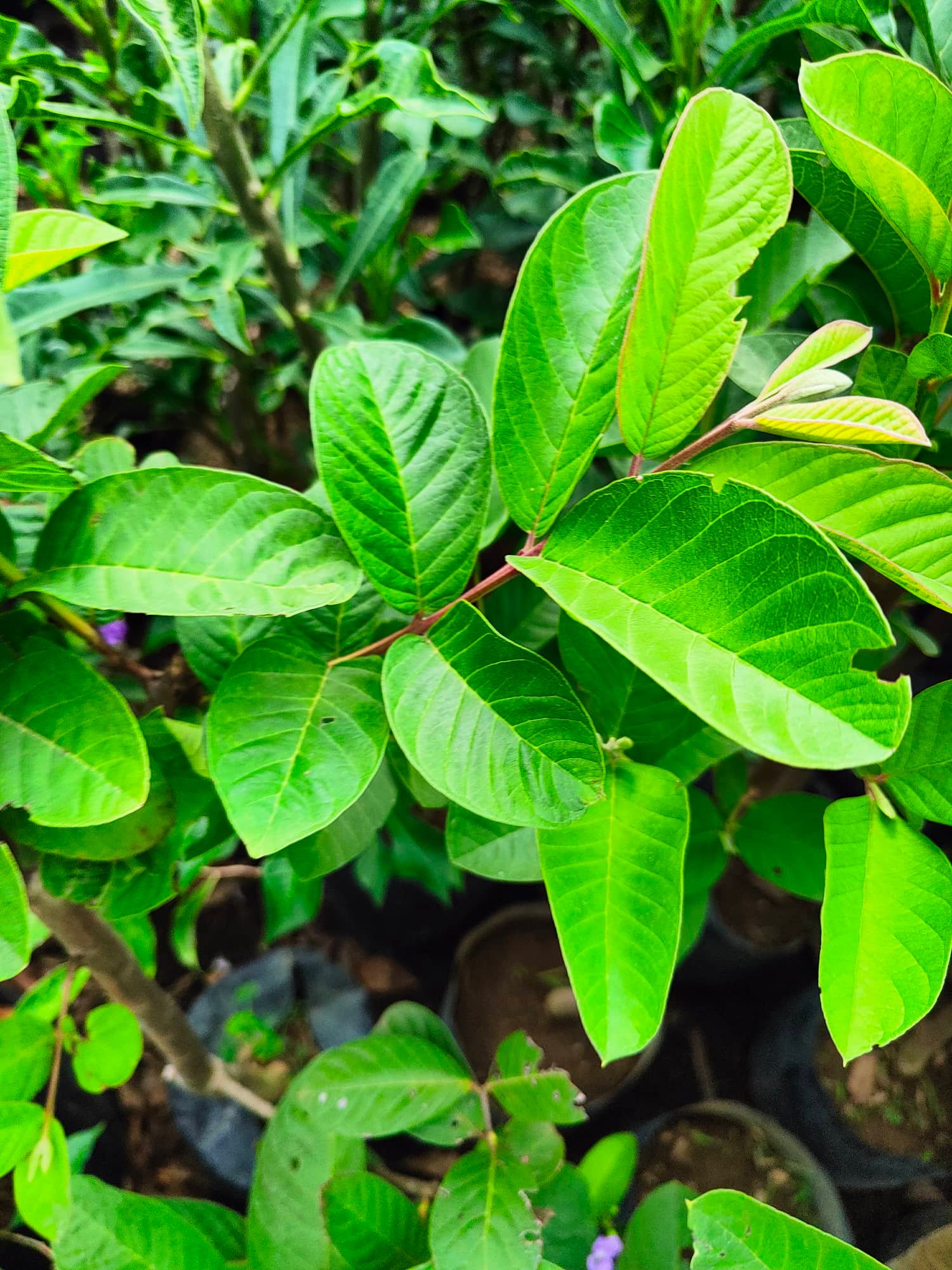 Red Guava/Guapple Plnt (FRUIT BEAR!NG - LIVE PLNT) with FREE garden ...