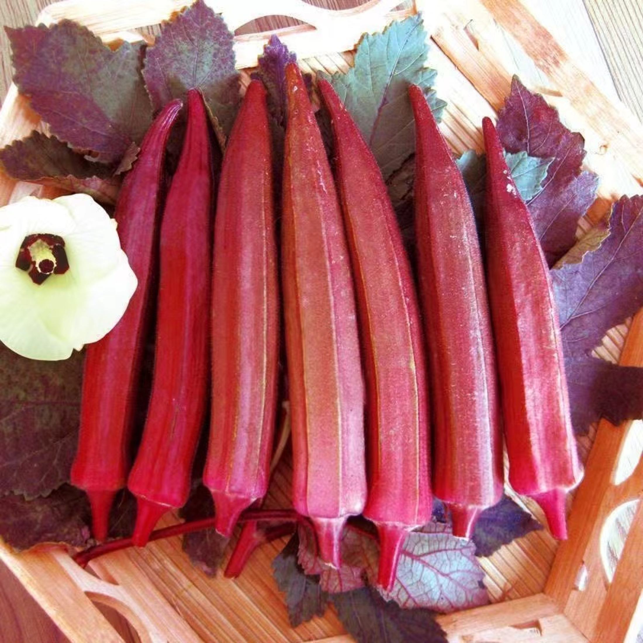 Red Okra Seed - 50 Seeds Fresh Red Long Okra Seeds Easy To Grow ...