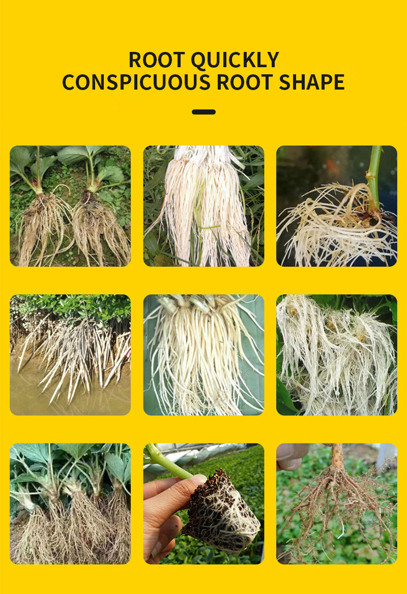 Root Grow Quickly Rooting Liquid for Plants 1000 G for Eggplant Flower ...