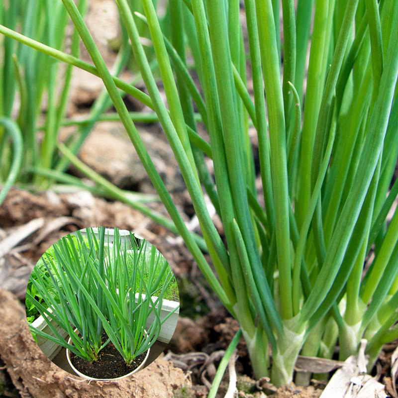 1000 Seeds Vegetable Scallion Spring Onion Seeds Green Onion Scallion ...