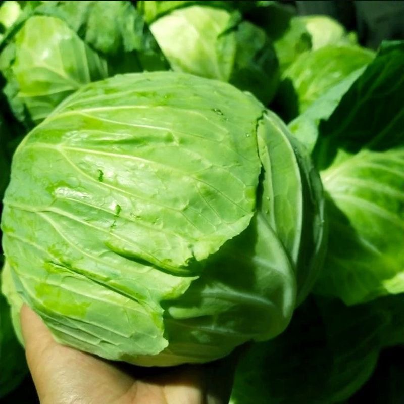 ( 150 Seeds ) Cabbage Seeds - Vegetable Seeds/High Yield/Repolyo Seeds ...