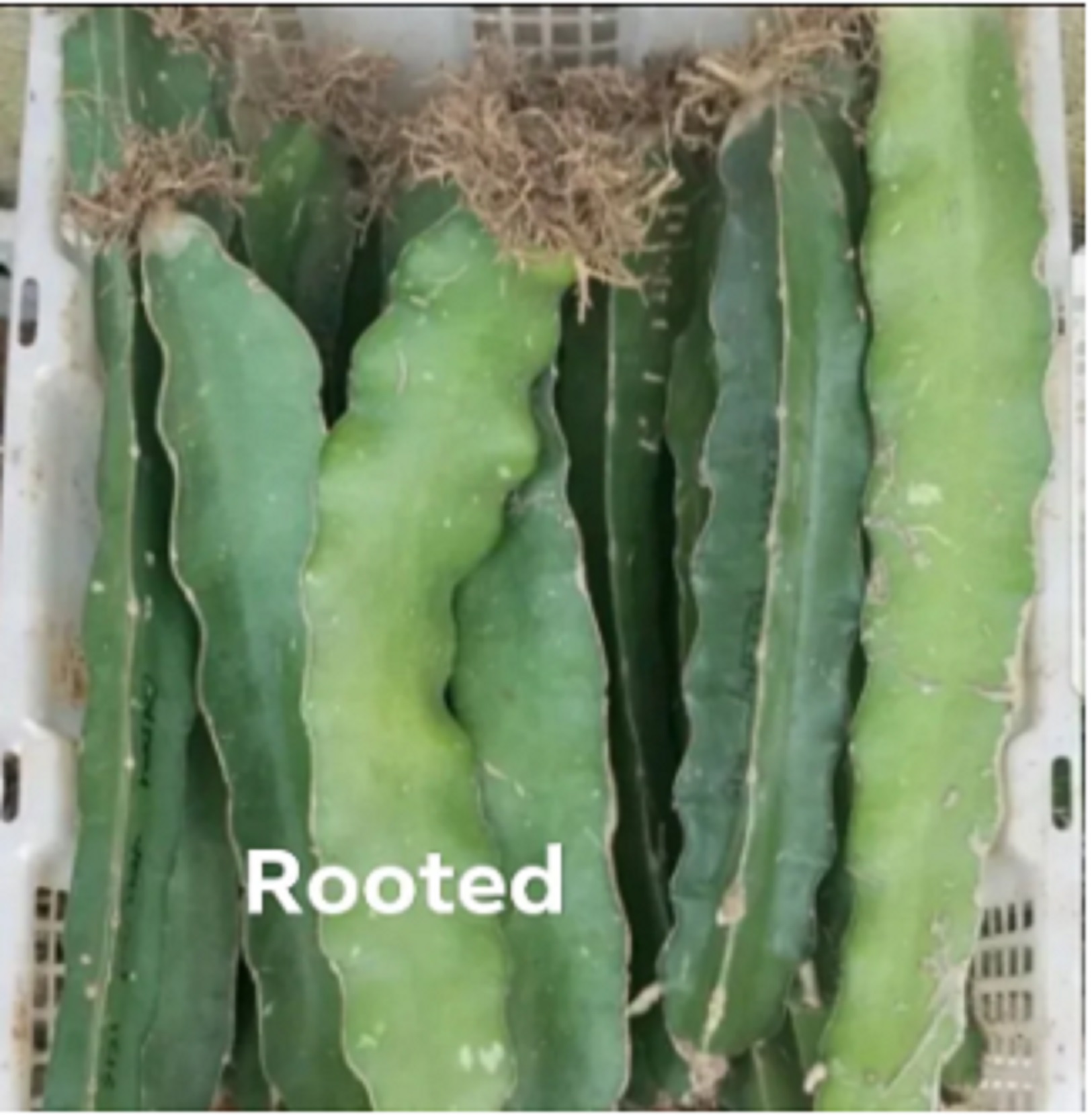 Morocan Red Dragon Fruit Rooted or with Roots ready to transplant 1 pc ...
