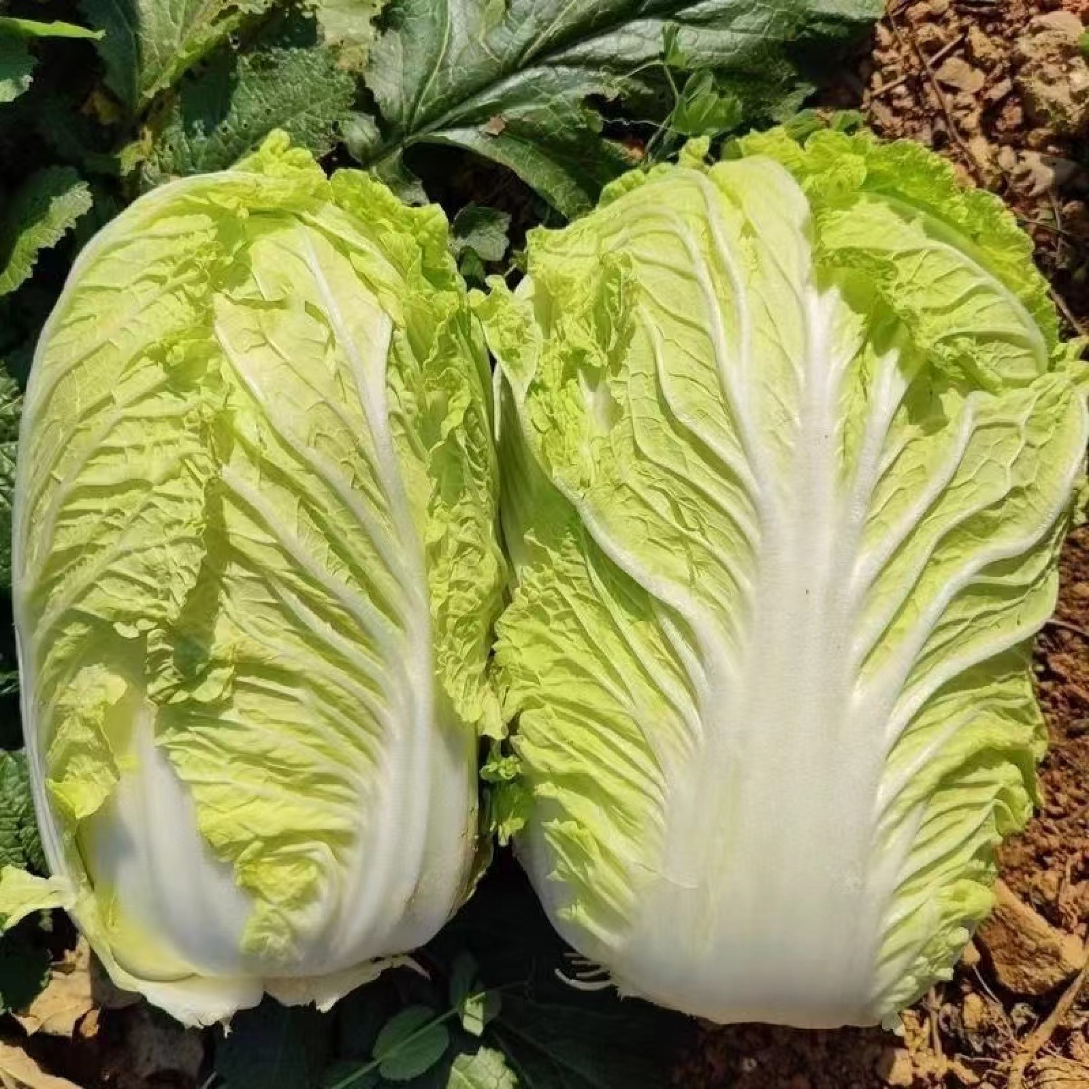 Chinese Cabbage Petchay Baguio - (200 seeds/pack) CHINESE CABBAGE SEEDS ...