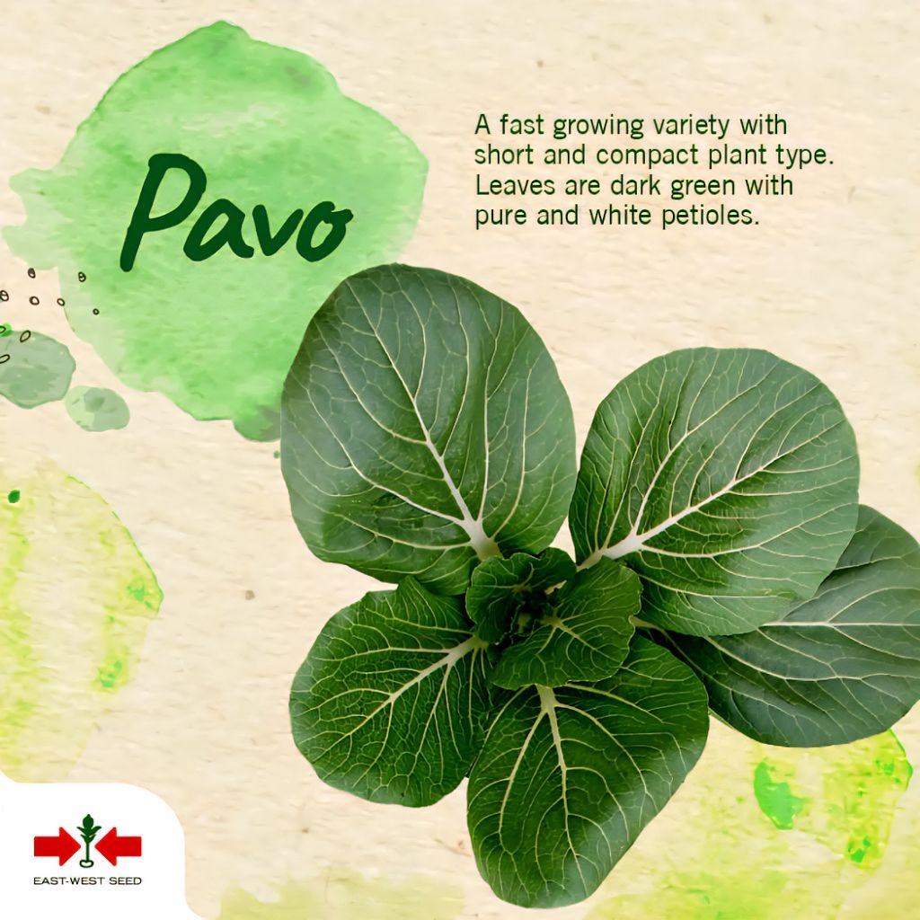 Pavo Pechay Grow Pack - East West Seed | Shopee Philippines