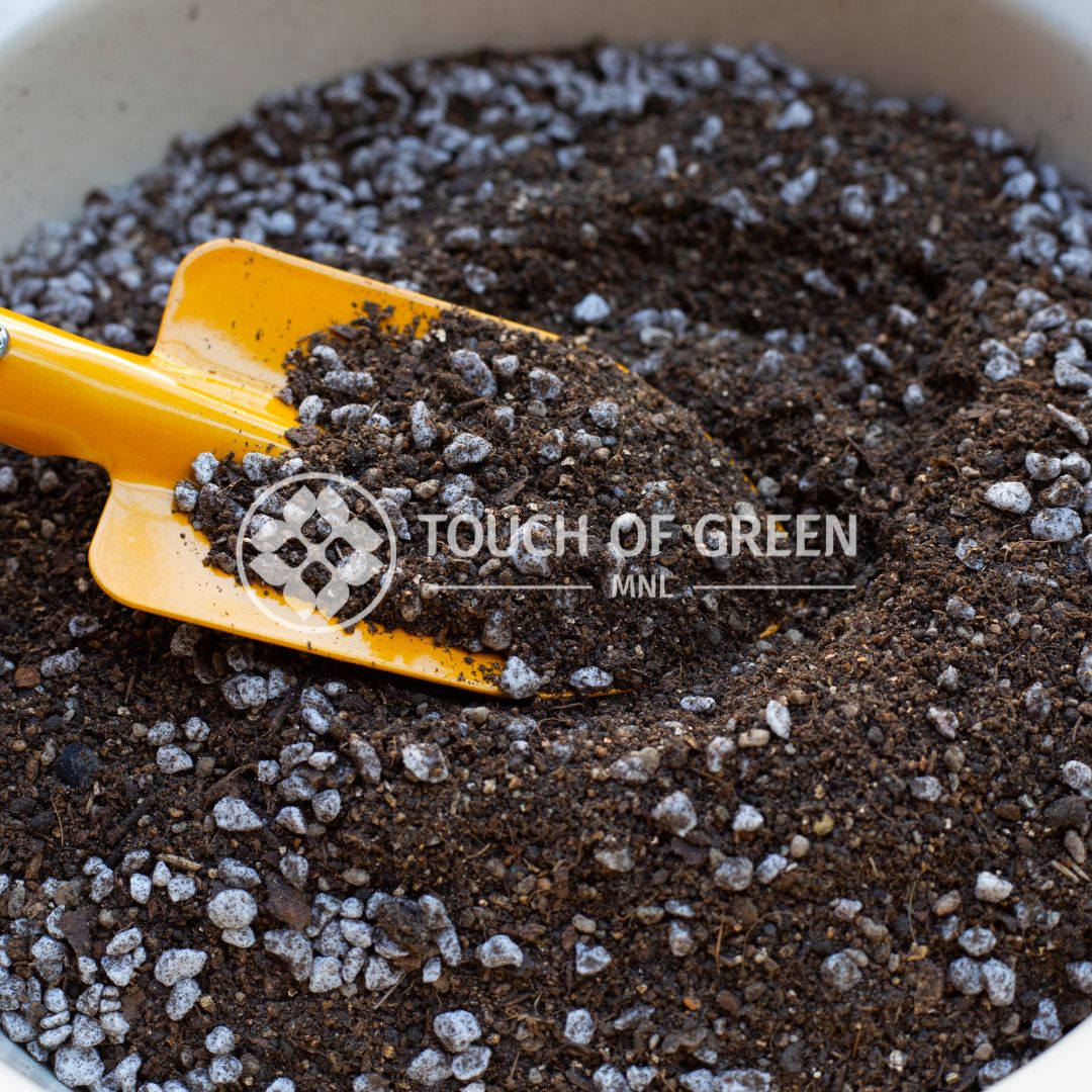 CACTUS AND SUCCULENT SOILLESS POTTING MIX 2L | Shopee Philippines