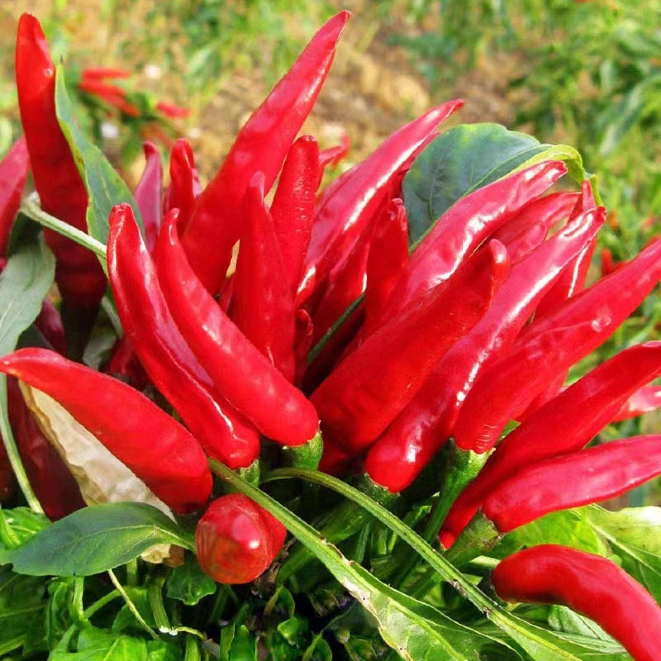 High Yield Super Spicy Siling Labuyo Seeds Red Hot Chili Pepper Seeds ...