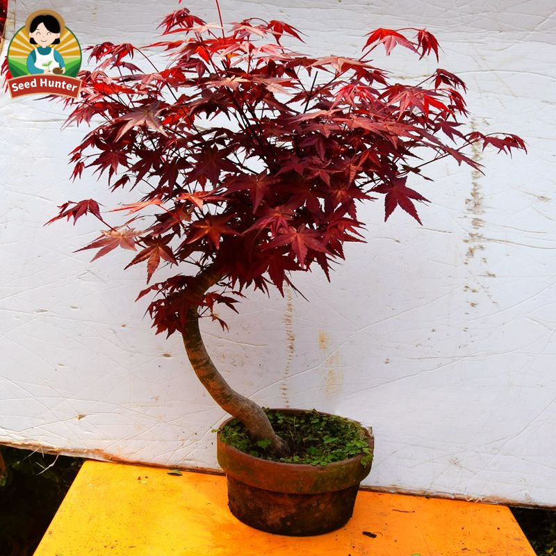 Fresh Japanese Red Maple Tree Seeds for Planting Trees (Fast Growing 50 ...