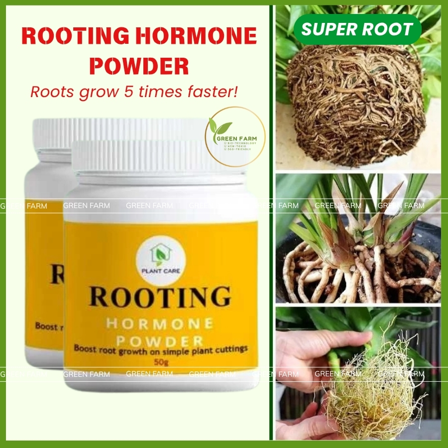 [NEW] Special Rooting Hormone Powder 50G - Stimulates Roots, Rooting ...