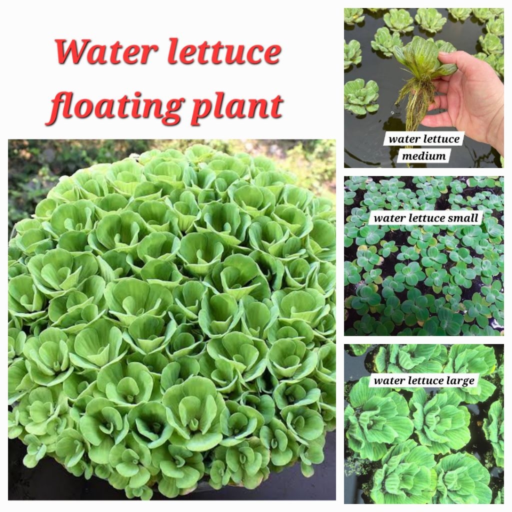 water lettuce floating plant for pond or aquarium | Shopee Philippines