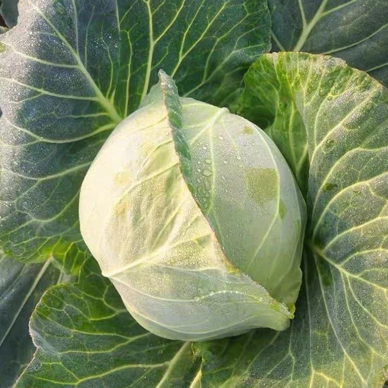 ( 150 Seeds ) Cabbage Seeds - Vegetable Seeds/High Yield/Repolyo Seeds ...