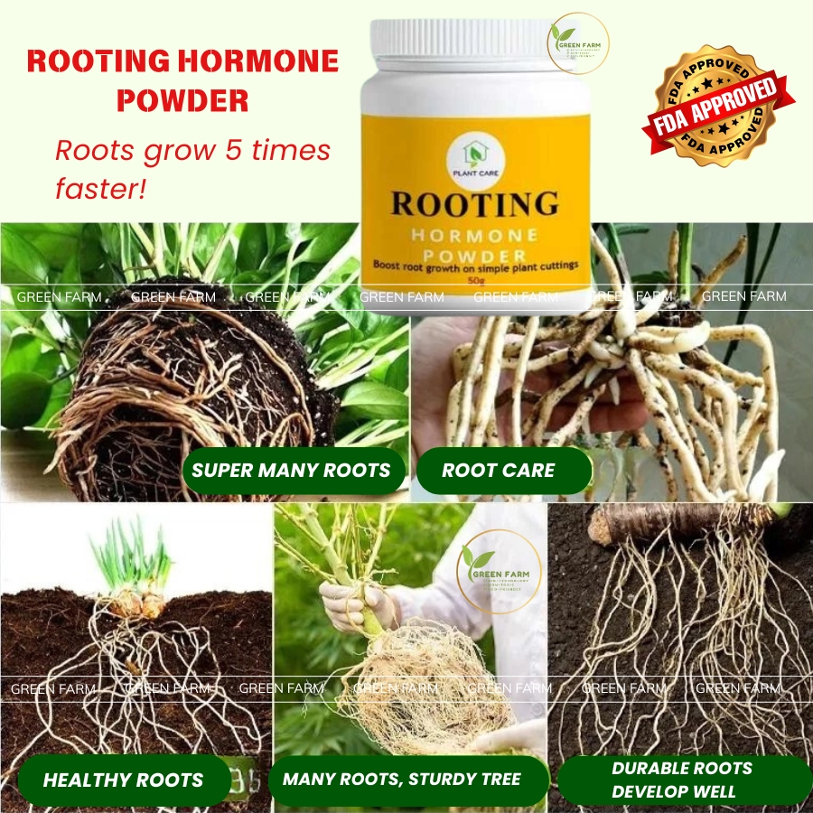 [BUY 2 GET 2 FREE] Plant Rapid ROOTING HORMONE POWDER 50G - Rooting ...