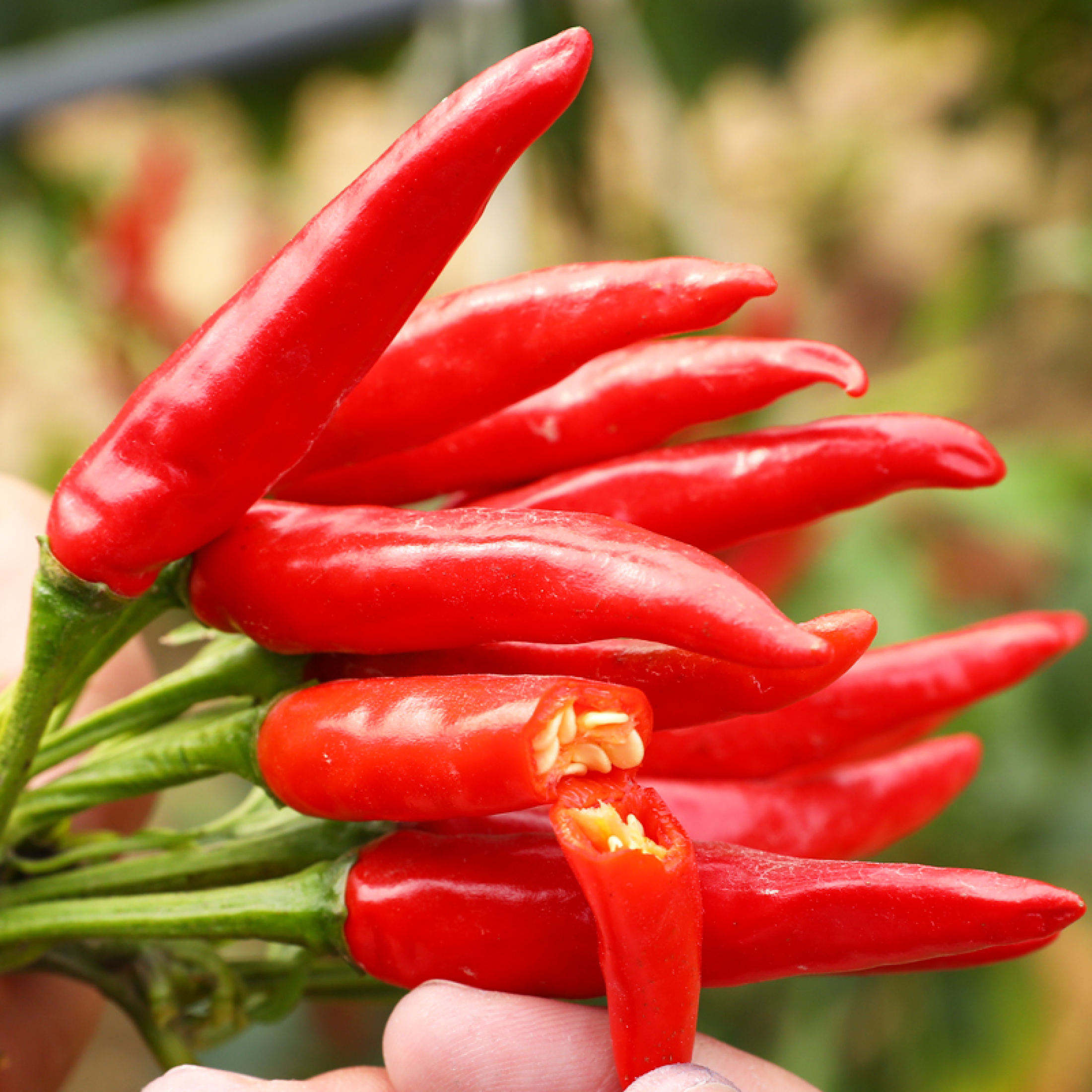 High Yield Super Spicy Siling Labuyo Seeds Red Hot Chili Pepper Seeds ...