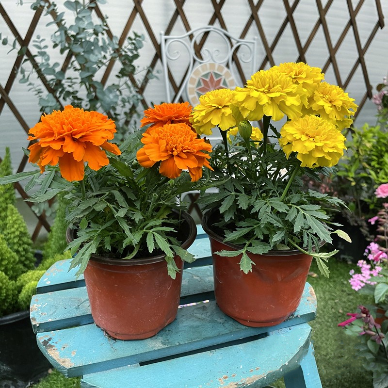 150PCS+/PACK Organic Marigold Flower Seeds - Vibrant Blooms, Heat ...