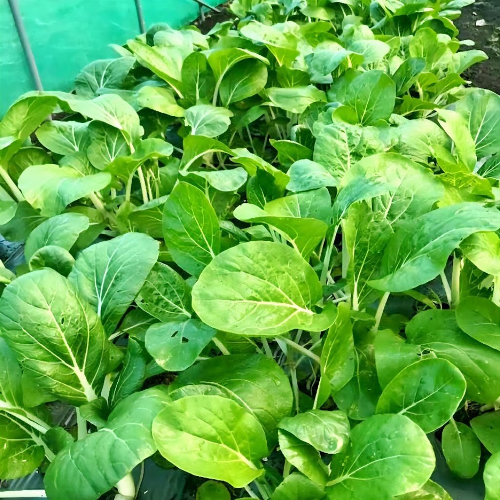 Pavo Pechay Grow Pack - East West Seed | Shopee Philippines