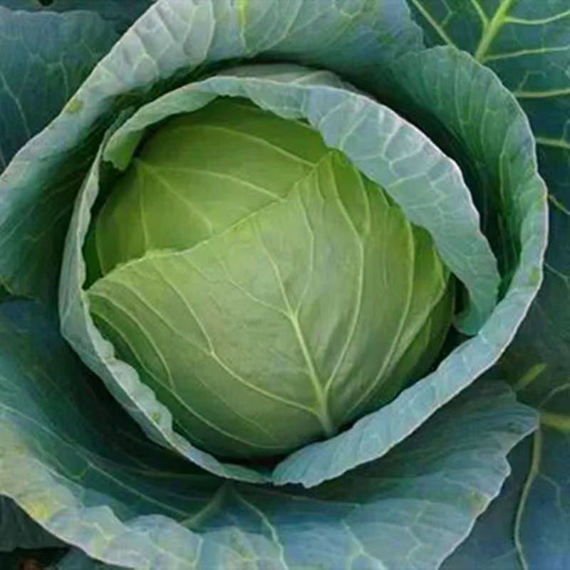 (200 seeds)REPOLYO/CABBAGE SEEDS HYBRID/HIGH YIELD/EASY TO GROW ...