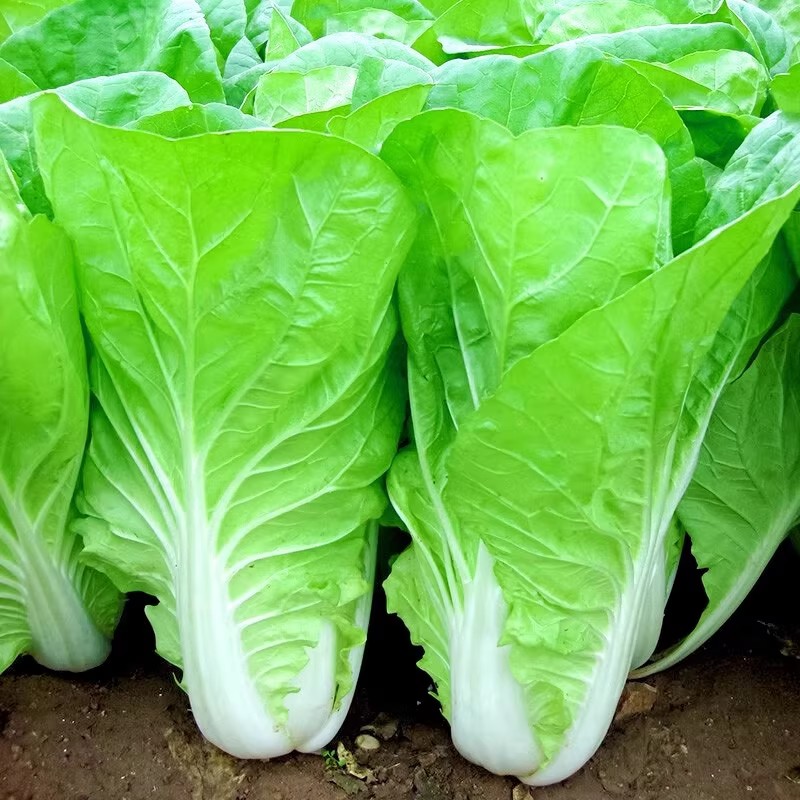 PAVITO PECHAY SEEDS (500 SEEDS) HYBRID/30DAYS HARVEST/EASY TO GROW ...