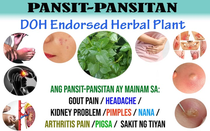 Pansit-Pansitan Tea with Mulberry and Lemon Herbal Tea in Tea Bags ...