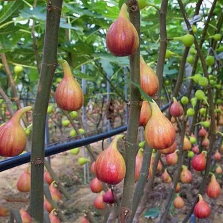 Extra large fig saplings, extra large fruit potted fields, planted with ...