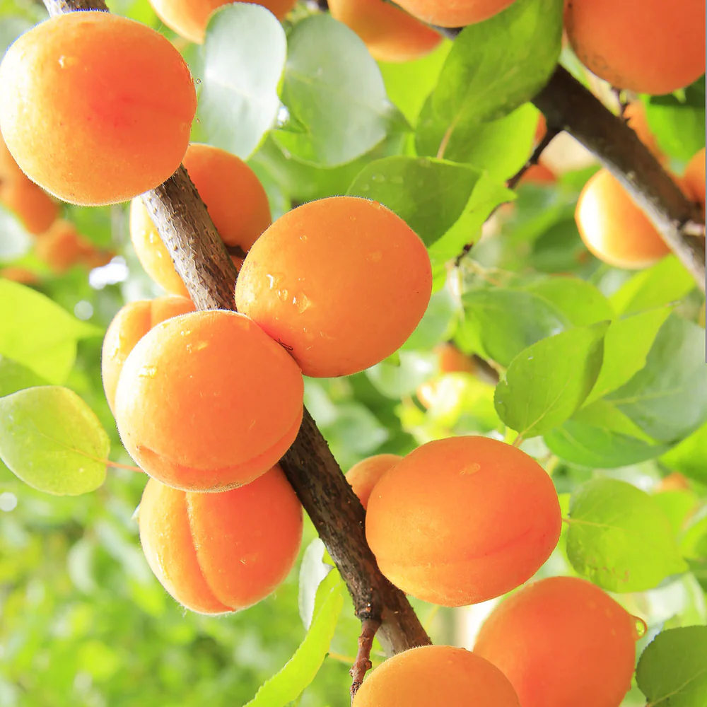 3F Food Premium Soft-Dried Apricots | Naturally Sweet, Seedless & Sugar ...