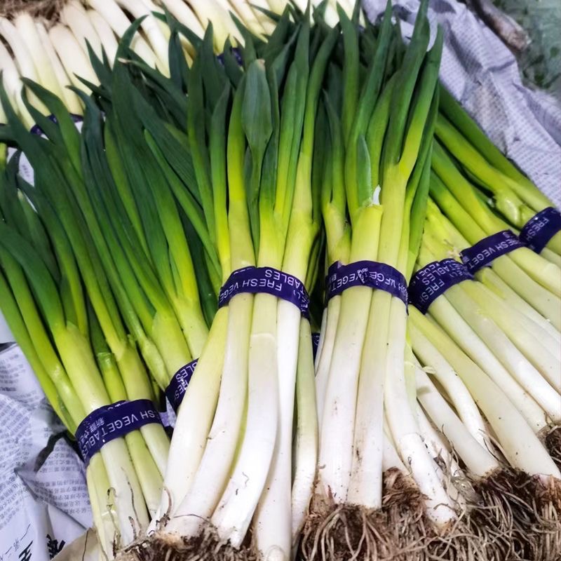 (500 Seeds) Giant Green Onion Seed - Spring Onion Seeds Hybrid | Shopee ...