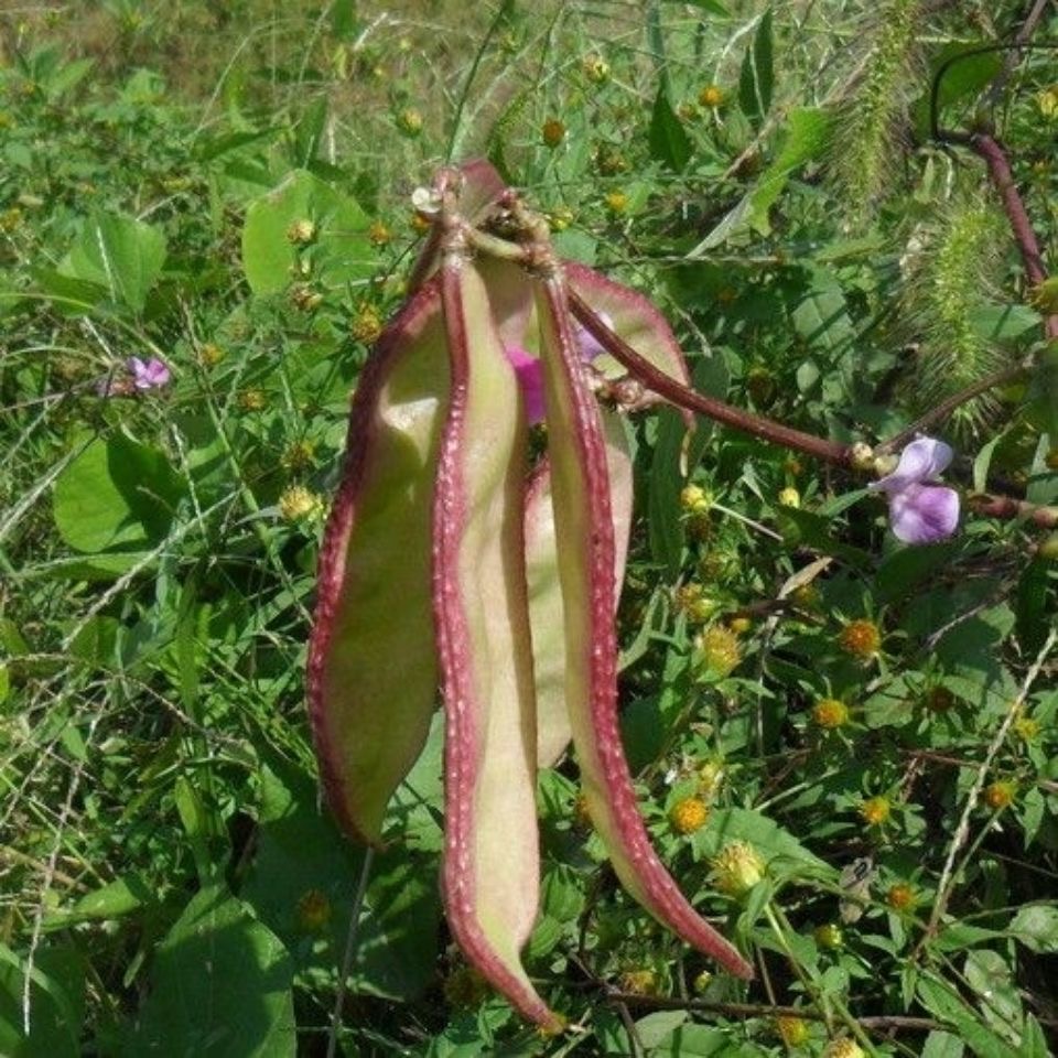 10 seeds High Yield Batao Seeds Bataw Hyacinth Bean Seeds For Planting ...
