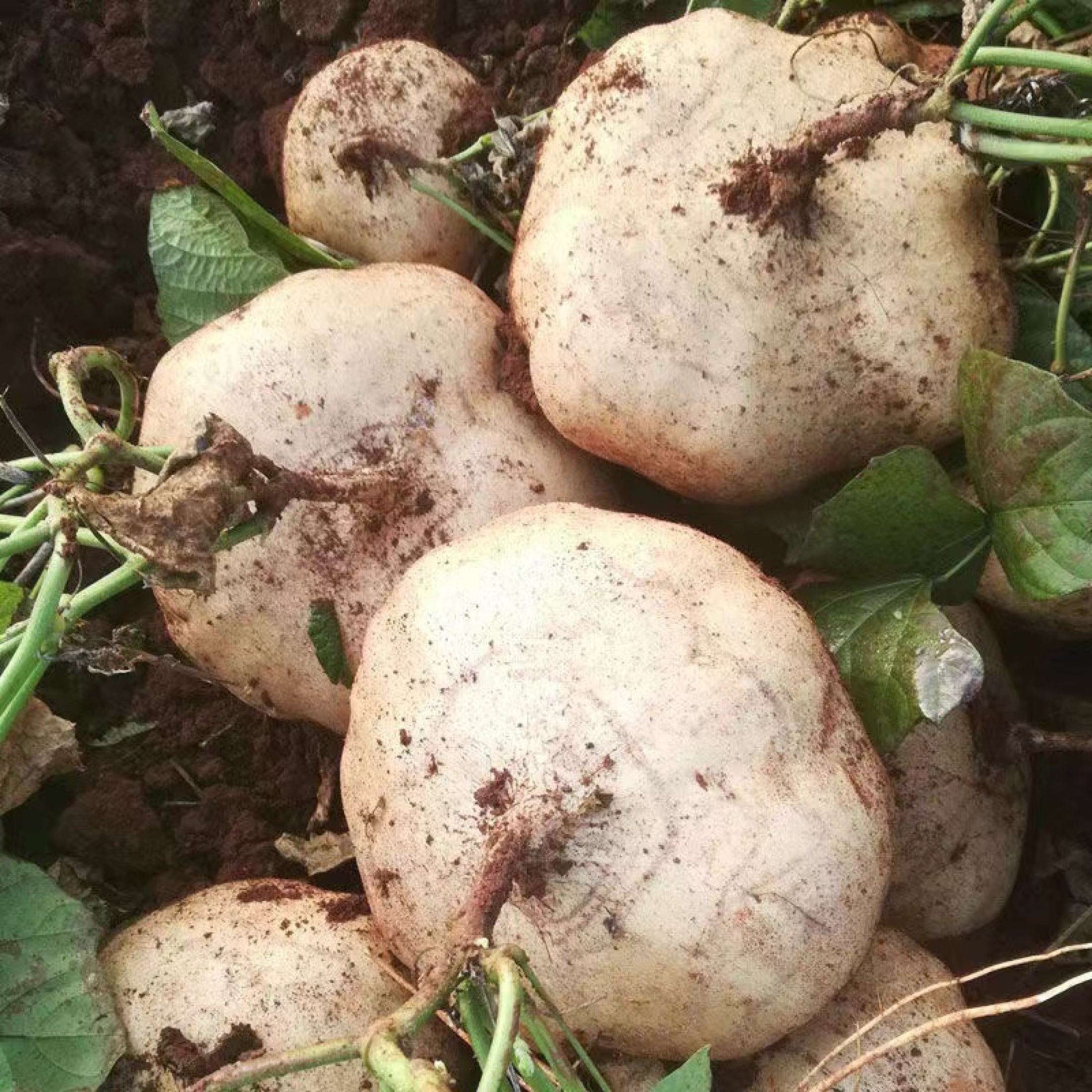 Singkamas Seeds (10seeds) - Turnip Seeds Vegetable Seeds High ...