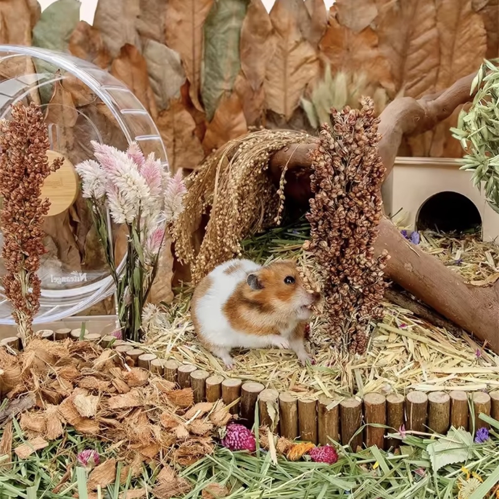 Silver Panicle Spray | Hamster Premium Chew Treats | Foraging and ...