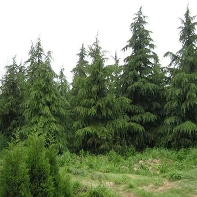 Cedar saplings grow evergreen all year round in potted plants for ...