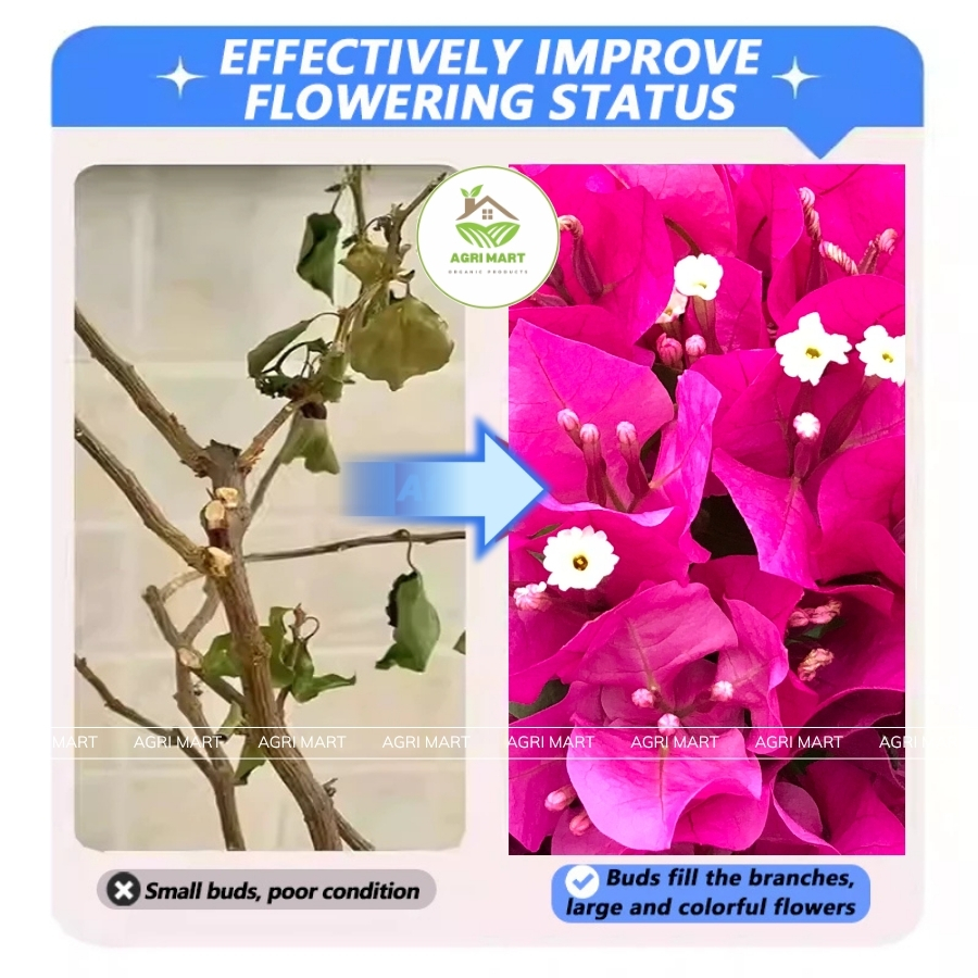 Bloom Max Ultra 250ml – Fast Flowering Solution for Orchids and ...