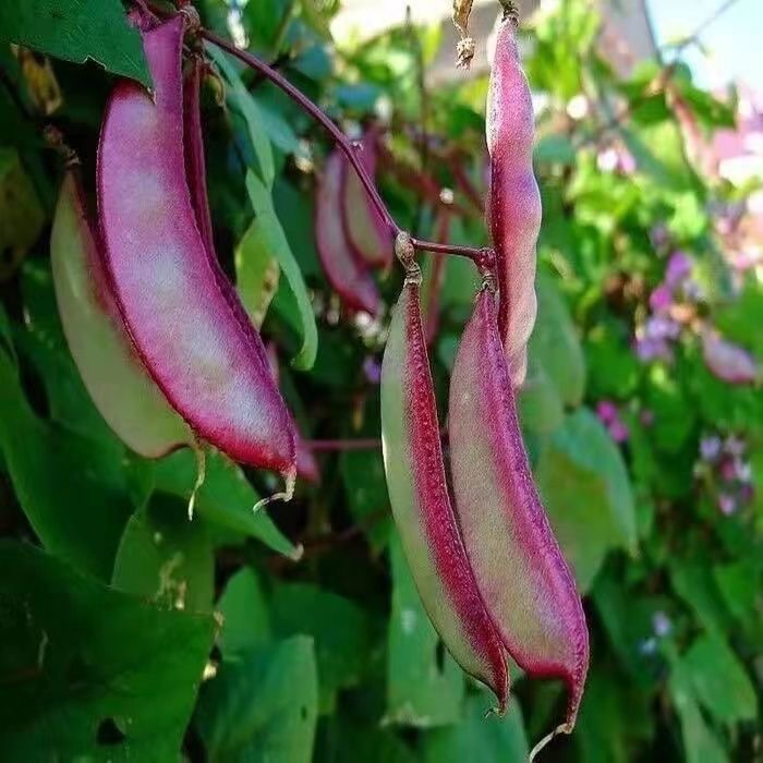 Batao Seeds (10seeds) - Vegetable seeds Batao Purple Green Bataw Bean ...